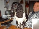 Rüde spaniel sucht partnerin zum decken