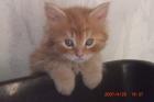 Roter Maine Coon Karterchen abzug.