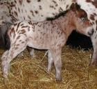 Mini Shetland Ponys