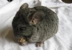 5 Chinchilla Babys in Nürnberg