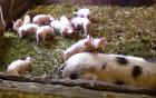 Bunte Bentheimer / Deutsches Edelschwein-Ferkel abzugeben