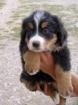 BERNER SENNENHUND  WELPEN