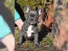 Französische Bulldogge Rüde Red / Fawn!