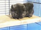 Chinchillas aus liebevoller Hobbyzucht