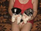 Shih-Tzu welpen