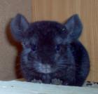 Chinchillas suchen liebevolles Zuhause...