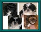 SHIH TZU WUFFIS