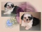 Shih tzu babys