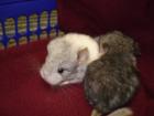 Chinchillas suchen ein neues zuhause