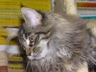 Maine coon kitten katze