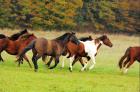 Paint u. Quarterhorses  Cowhead-Ranch