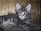 Maine Coon babys!!!!