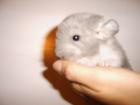 Chinchilla Familie