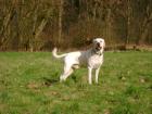 Sportlicher Labrador Deckrüde sucht Frau zum Decken!!!