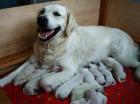 Golden Retriever Welpen