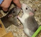 3 Ratten: 2x Wilde und 1x Farbi