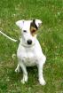 Jack Russell Terrier Welpen zu Verkaufen