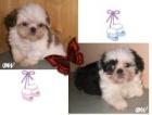 Shih Tzu Welpen