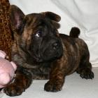 SHAR PEI  mix