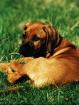 Rhodesian-Ridgeback Welpen