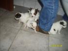 Papillon welpen mit Papiere