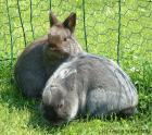 Zwei Zwergkaninchen in liebevolle Hände abzugeben