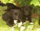 Labrador-Bordercolliewelpen