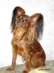 Russkiy Toy (toy-terrier) Welpen!