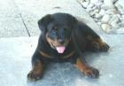 Rottweilerwelpe Rusty, 3 Monate alt