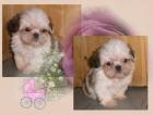 Shih tzu welpen