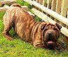 SHAR PEI rude