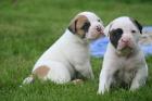 American Bulldog Welpen aus der