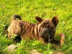 SHAR PEI mixen HUNDIN