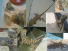 Pogona Henrylawsoni Zwergbartagame