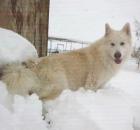 Great Pyrenean Wolfdog