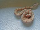 Albino Boa, Nachzucht 5/07