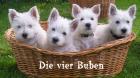 Typvolle Westie-Welpen