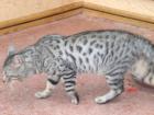 Bengal Kater in silver rosetted