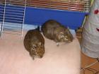 2 Degus suchen ein nettes Zuhause