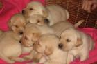 8 Blonde Labrador Welpen