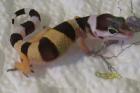 Leopardgeckos - High Yellow Giant