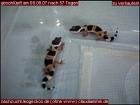 Leogeckobabys