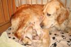 Golden Retriever welpen (reinrassig)