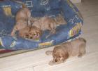 Spanielbabys in gold...