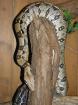 1,0 Boa constrictor constictor ggfs mit Terrarium abzugeben