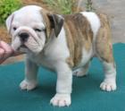 Bulldoggenhündchen zum Verkauf