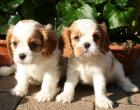 Cavalier King Charles Spaniel Welpen