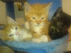 ++6 Verschmuste Maine Coon Mix Babys zu Verkaufen!++