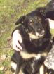 Blacky sucht ein neues Zuhause