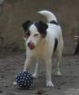 Parson Russell Terrier Welpen